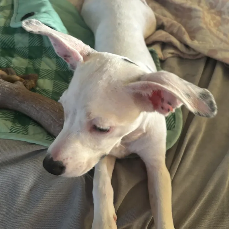 Mochi B thumbnail 2