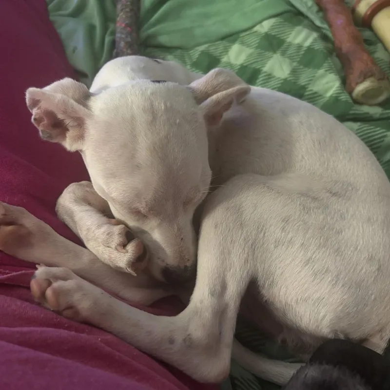 Mochi B thumbnail 3