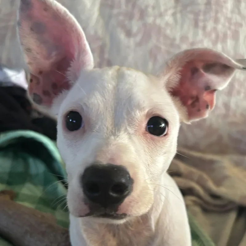 Mochi B thumbnail 4