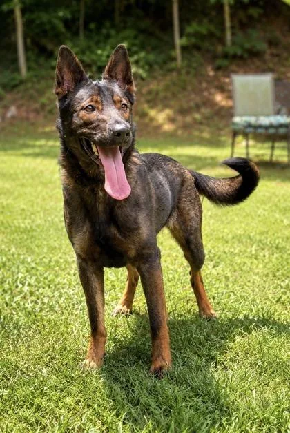 An adult medium-sized female Belgian Shepherd / Malinois dog named Coco for adoption in Dahlonega, GA