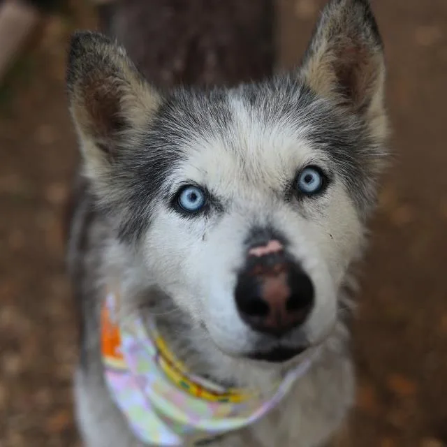 An adult medium-sized male Husky dog named Kung Lao for adoption in San Antonio, TX