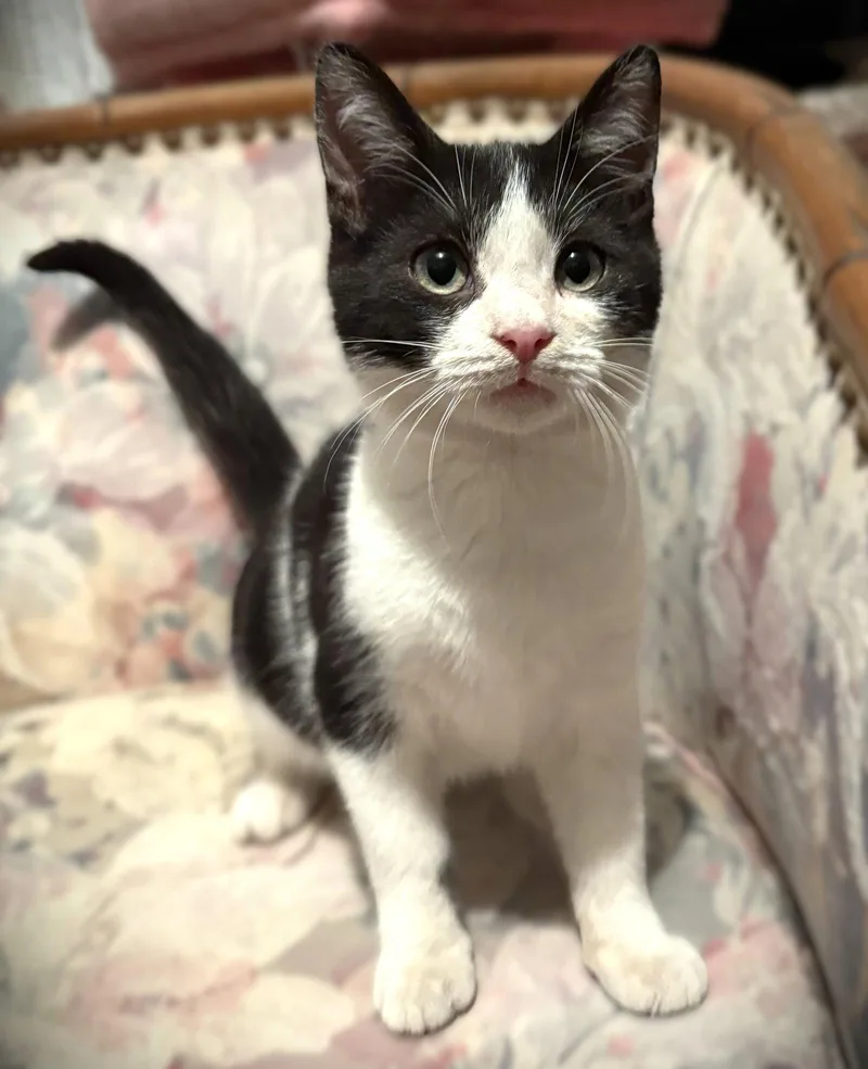 A baby medium-sized male Domestic Short Hair cat named Tobias for adoption in Fort Myers, FL