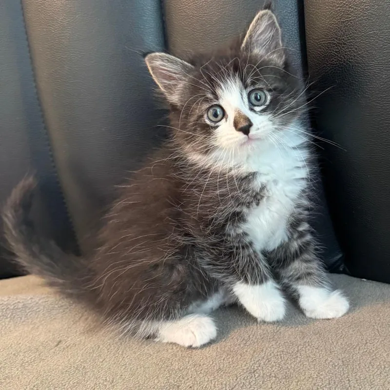 A baby small-sized female Gray / Blue / Silver Domestic Short Hair cat named Emo for adoption in Tacoma, WA
