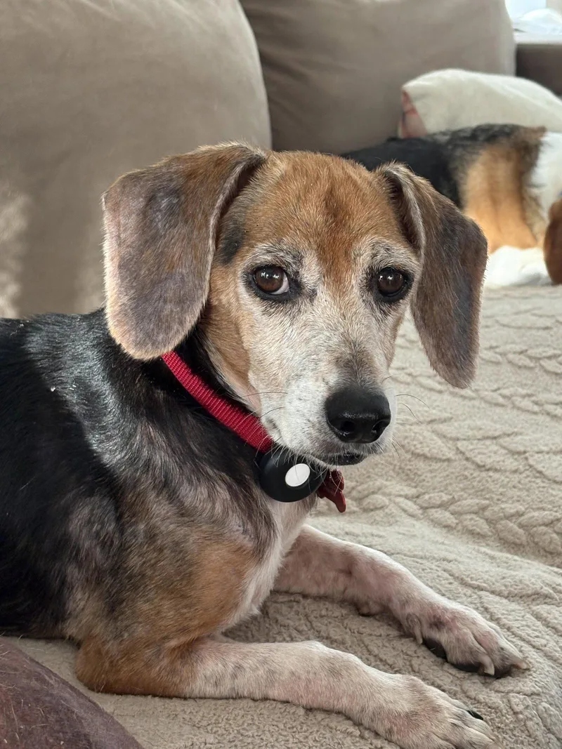 A senior medium-sized female Beagle dog named Ruby Red for adoption in Tampa, FL