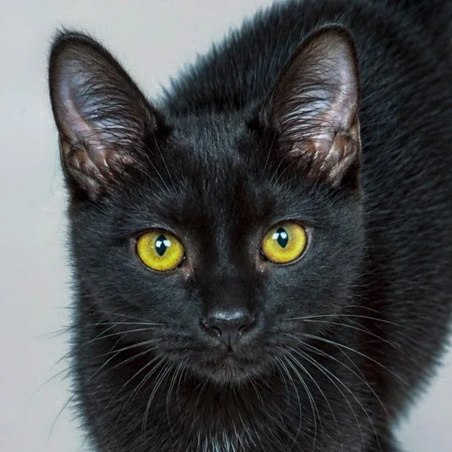 A baby medium-sized male Black Domestic Short Hair cat named Gumdrop for adoption in Chapel Hill, NC