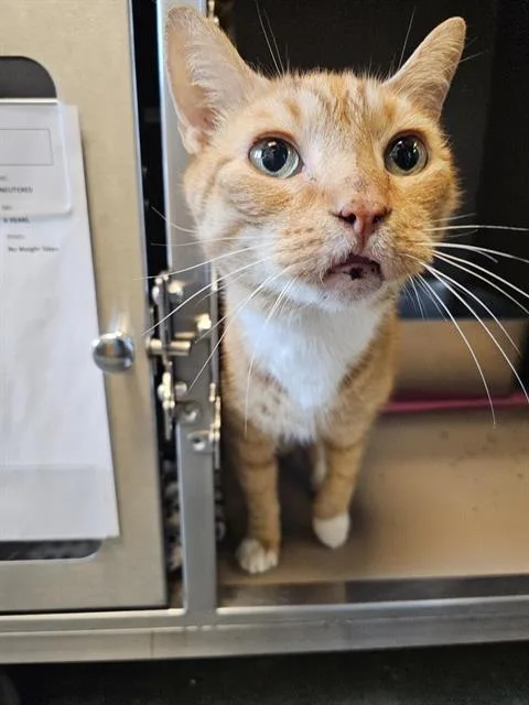An adult medium-sized male Orange / Red Domestic Short Hair cat named Magpie for adoption in Clyde, NC