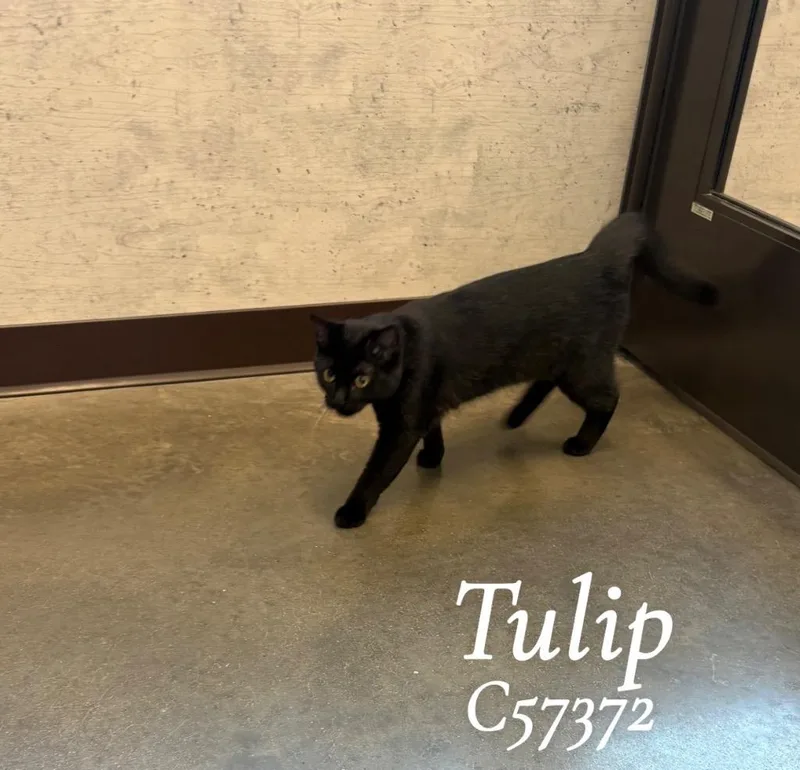 Tulip thumbnail 2
