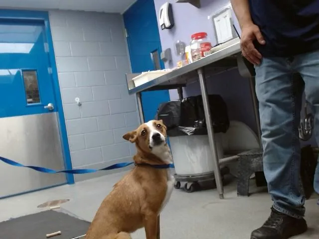 A young medium-sized female Australian Cattle Dog / Blue Heeler dog named Olive for adoption in Albuquerque, NM