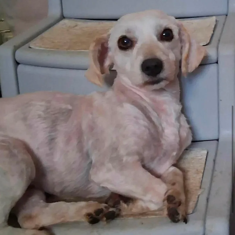 An adult small-sized female Apricot / Beige Poodle dog named Nordi for adoption in Graham, WA