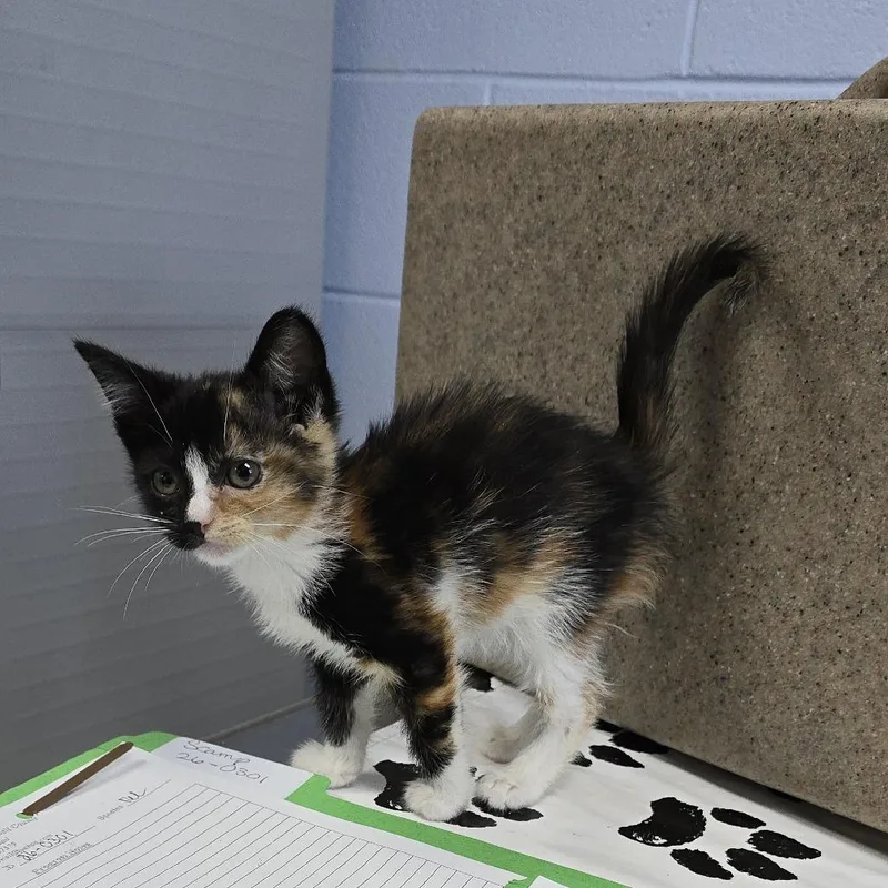 A baby small-sized female Calico Domestic Short Hair cat named Nemo for adoption in Yanceyville, NC
