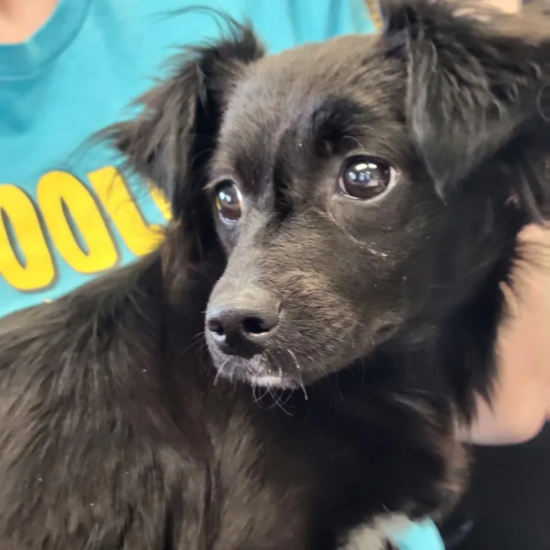 An adult small-sized female Black Papillon dog named Tinker for adoption in Manhattan, KS