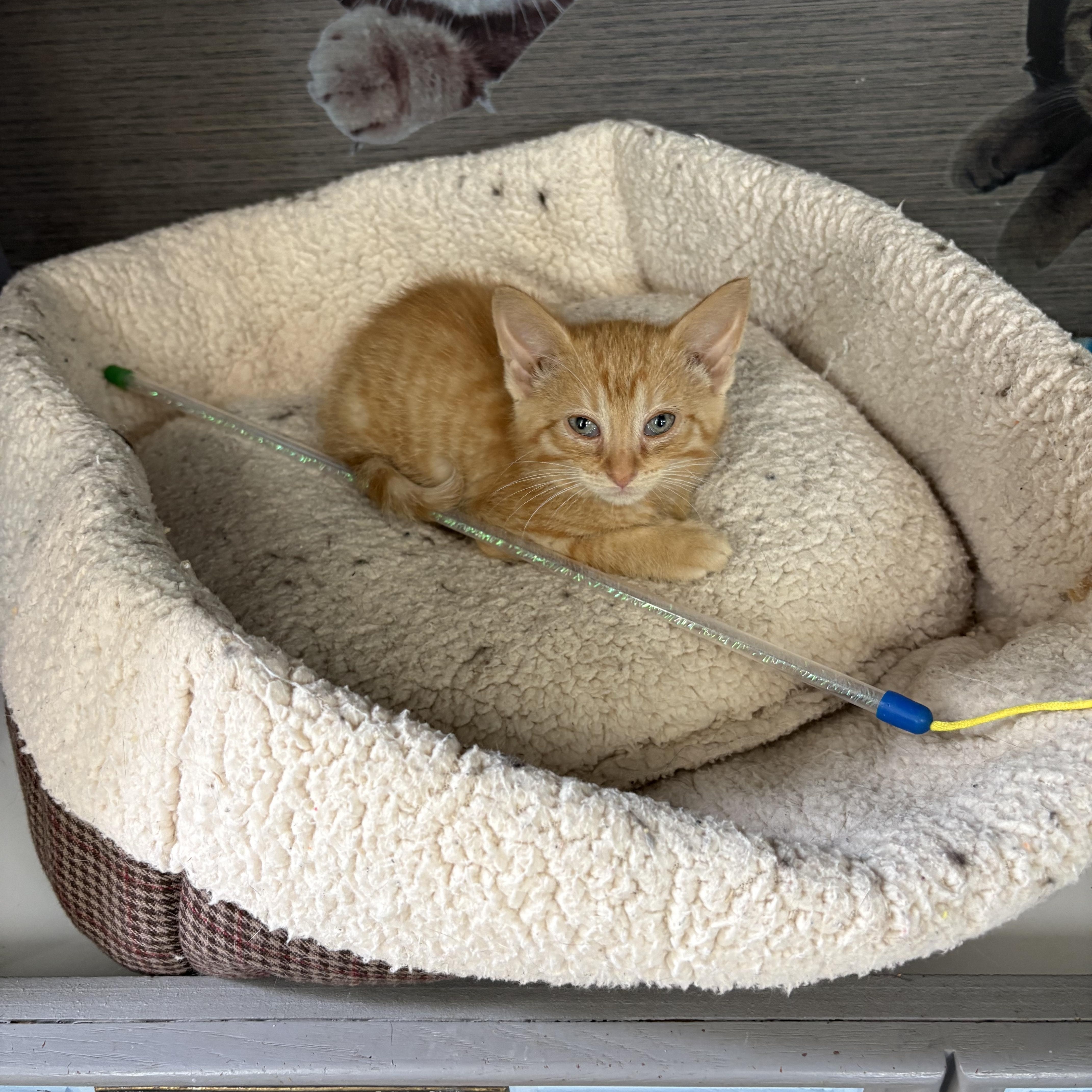 A baby medium-sized male American Shorthair cat named Duncan for adoption in Big Rapids, MI