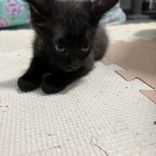 A baby small-sized male Black Bombay cat named Ghost for adoption in Paulina, LA