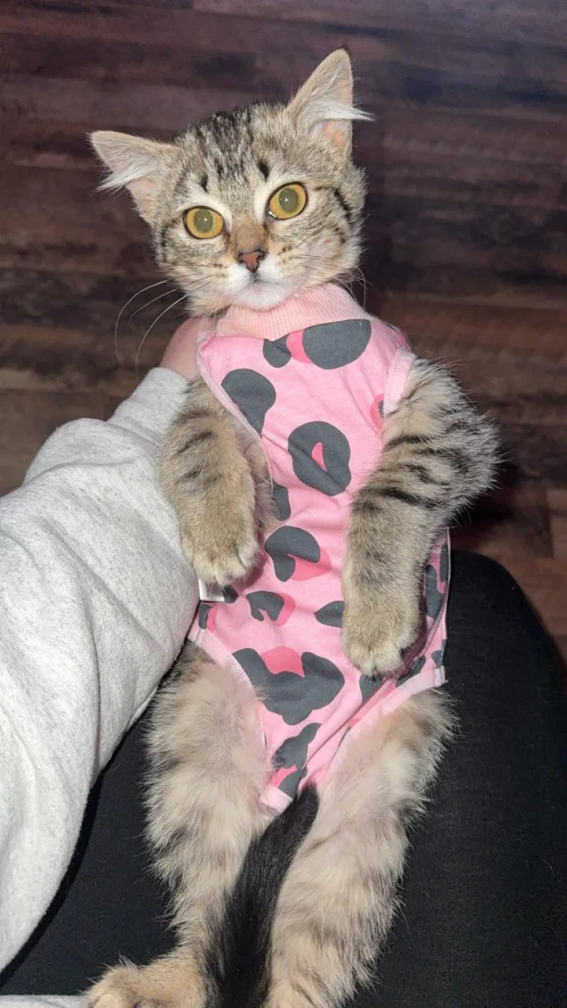 A young medium-sized female Domestic Short Hair cat named Pasta for adoption in Dalzell, IL