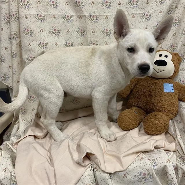 A baby small-sized male Siberian Husky dog named A for adoption in Modesto, CA