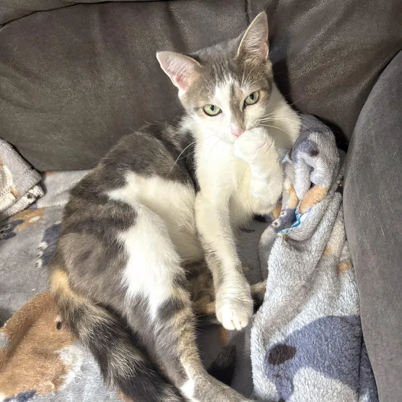 An adult medium-sized female Torbie Domestic Short Hair cat named Billie for adoption in Brownsboro, AL