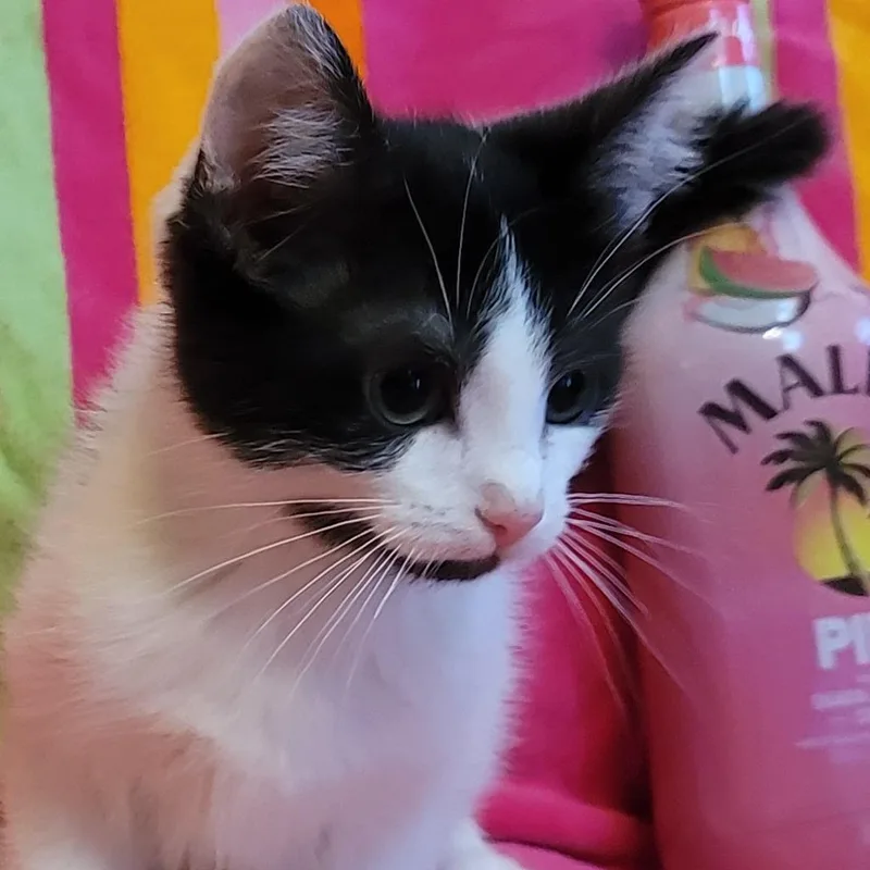 A baby small-sized male White Domestic Medium Hair cat named Pina Colada for adoption in La Grange, KY