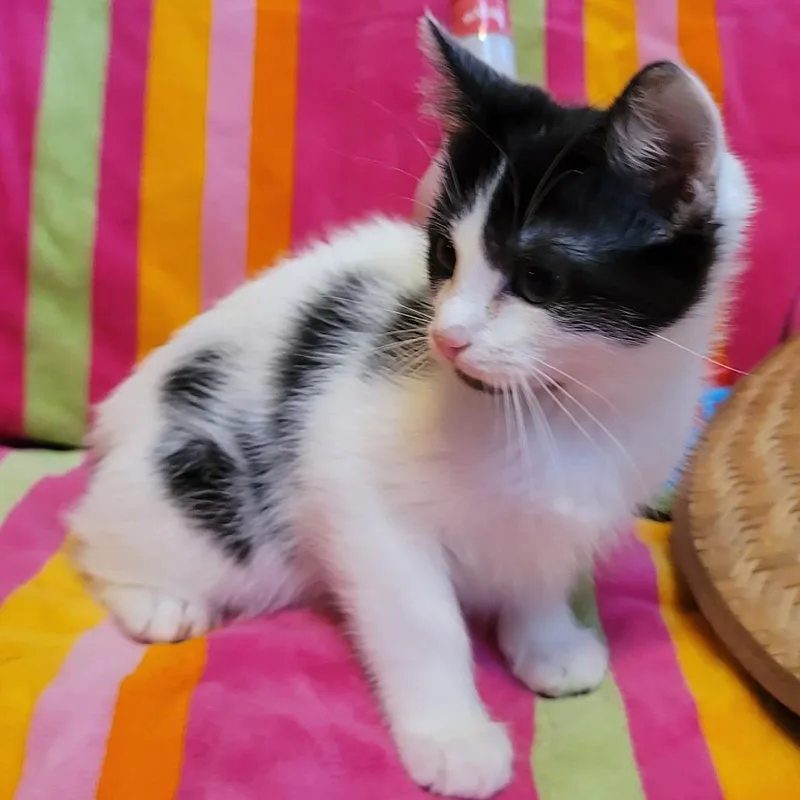 Pina Colada thumbnail 2