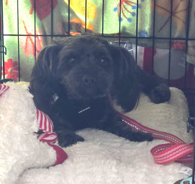 Snickers thumbnail 2