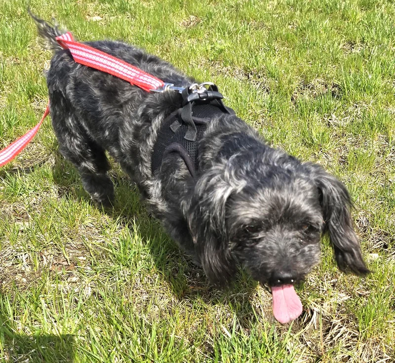 Snickers thumbnail 3