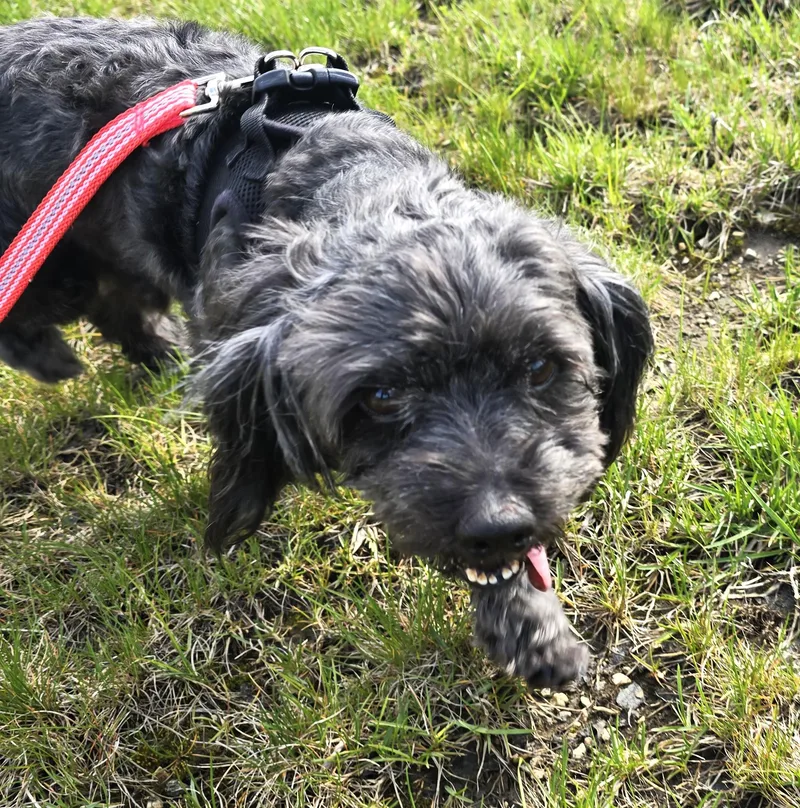 Snickers thumbnail 4