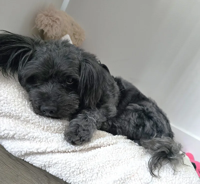 Snickers thumbnail 5