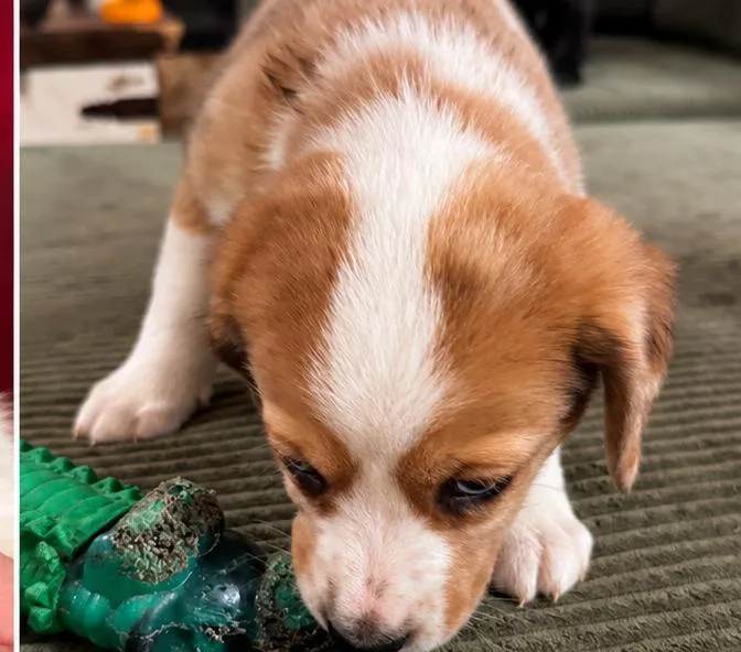 A baby medium-sized male Beagle dog named Butter Bean for adoption in Livingston, TX