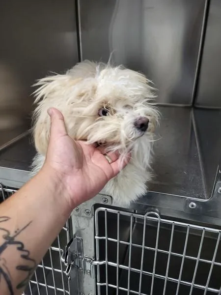 A young small-sized male Shih Tzu dog named Pen Fuzzyball for adoption in Lawrenceville, GA