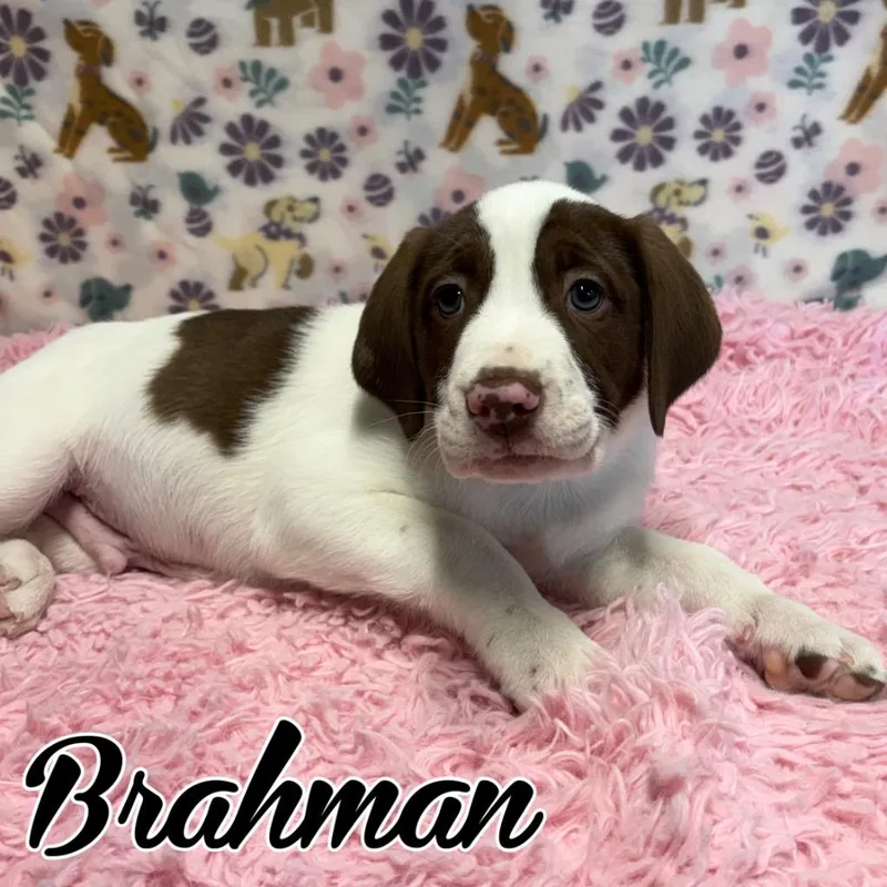 Brahman thumbnail 2