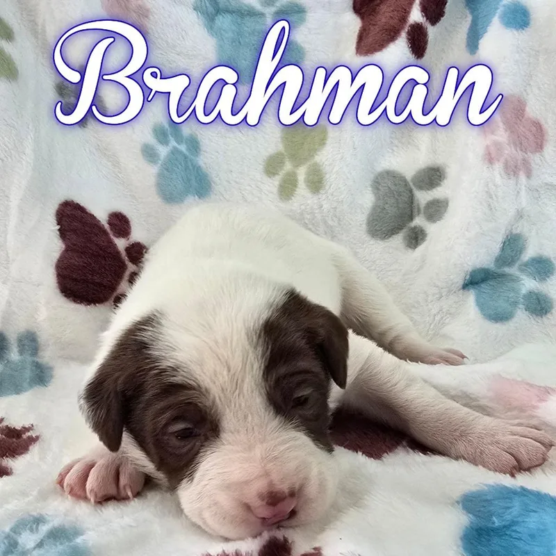Brahman thumbnail 3