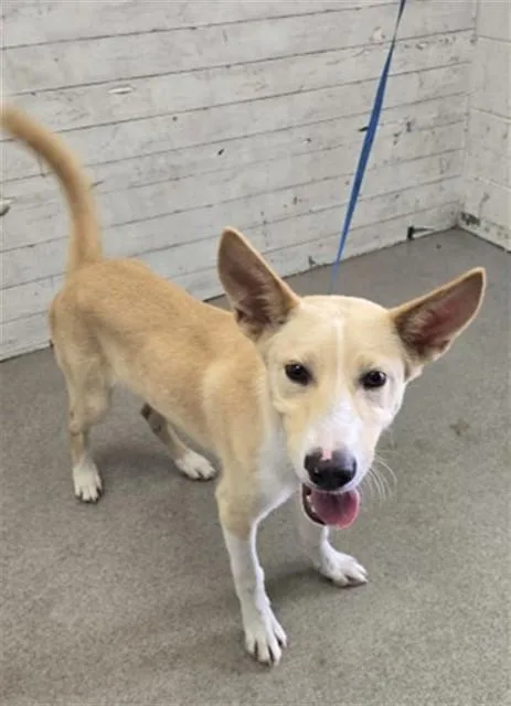 A young small-sized male German Shepherd Dog dog named Junior for adoption in San Bernardino, CA