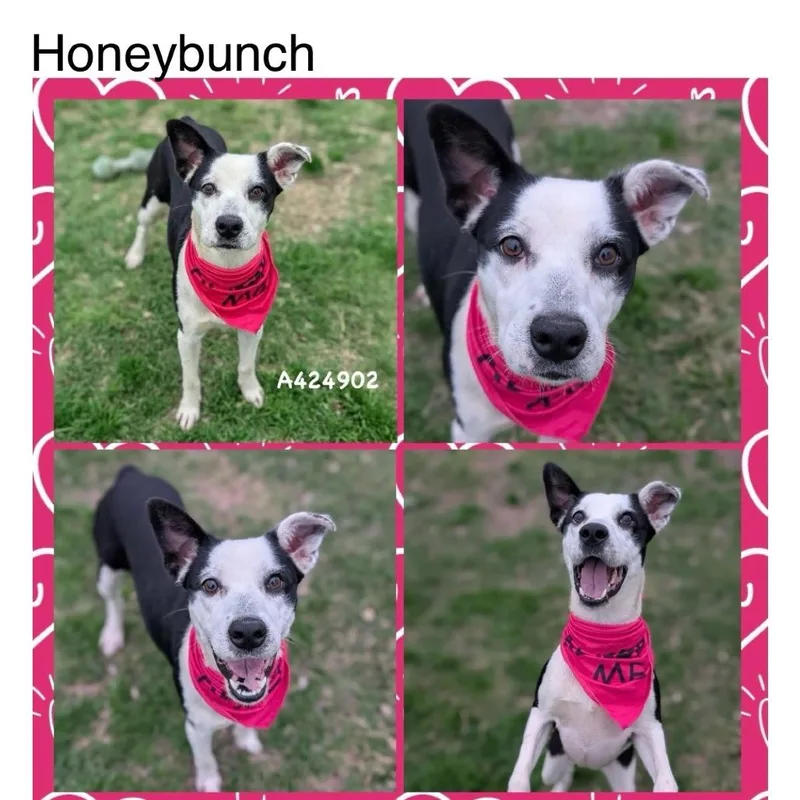 Honeybunch