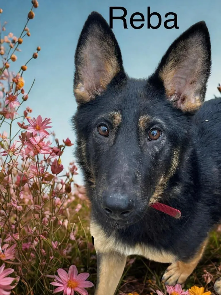 A baby large-sized female German Shepherd Dog dog named Reba for adoption in Princeton, IN