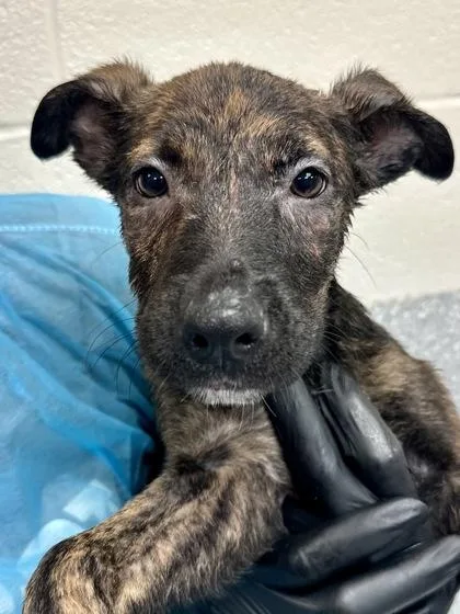 A baby large-sized female Brown / Chocolate Mixed Breed dog named Angela for adoption in Wichita, KS