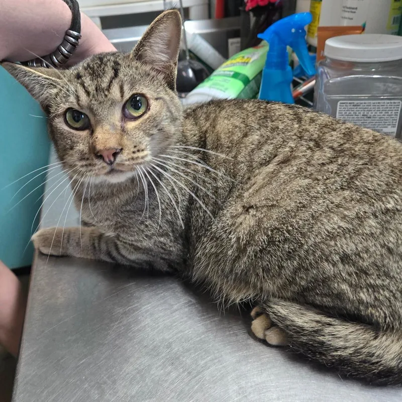 An adult medium-sized male Tabby (Brown / Chocolate) Domestic Short Hair cat named Shrimp for adoption in Graham, TX
