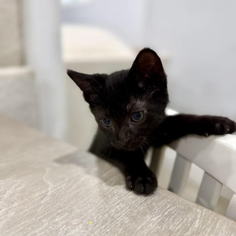 A baby small-sized male Black Domestic Short Hair cat named Hermes for adoption in Middle Village, NY