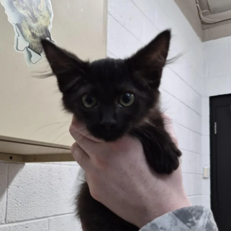 A baby small-sized female Domestic Short Hair cat named Bratt for adoption in Ardmore, OK