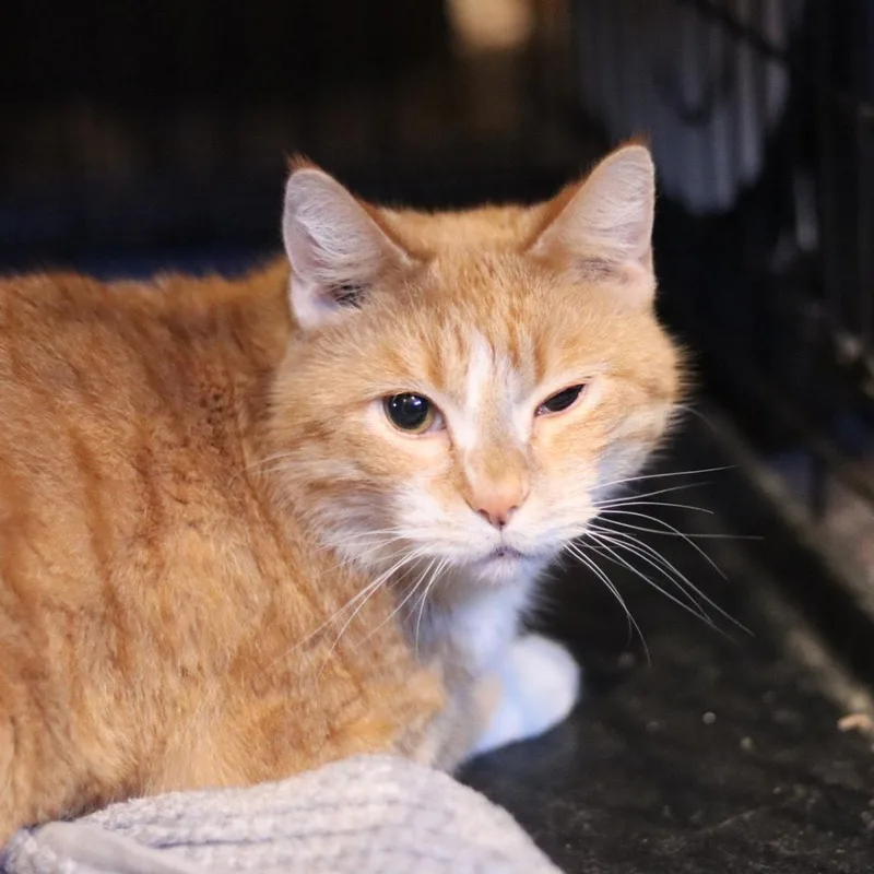 A senior large-sized male Orange & White American Shorthair cat named Bif for adoption in Kansas City, MO