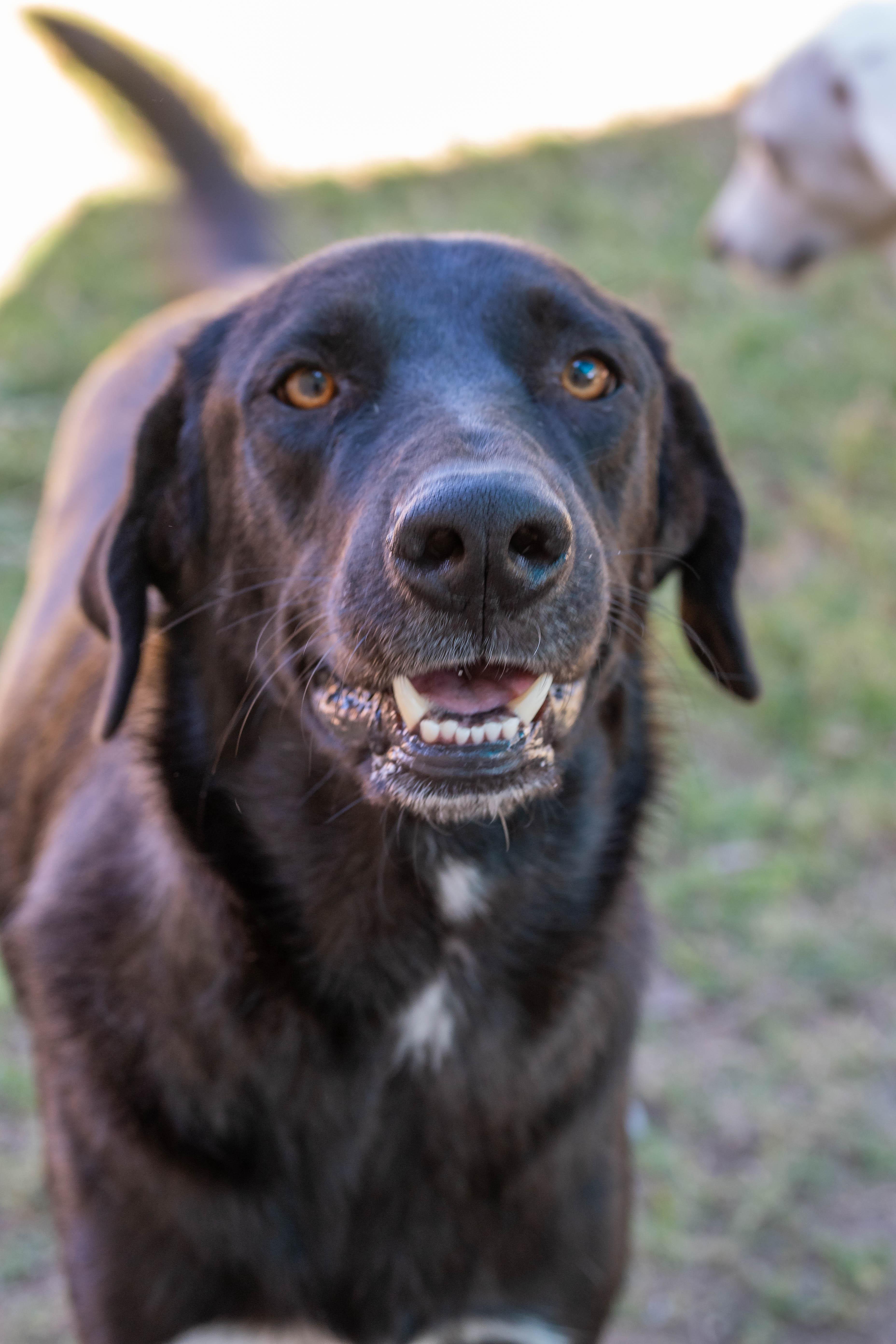 Sammie & Silver thumbnail 4