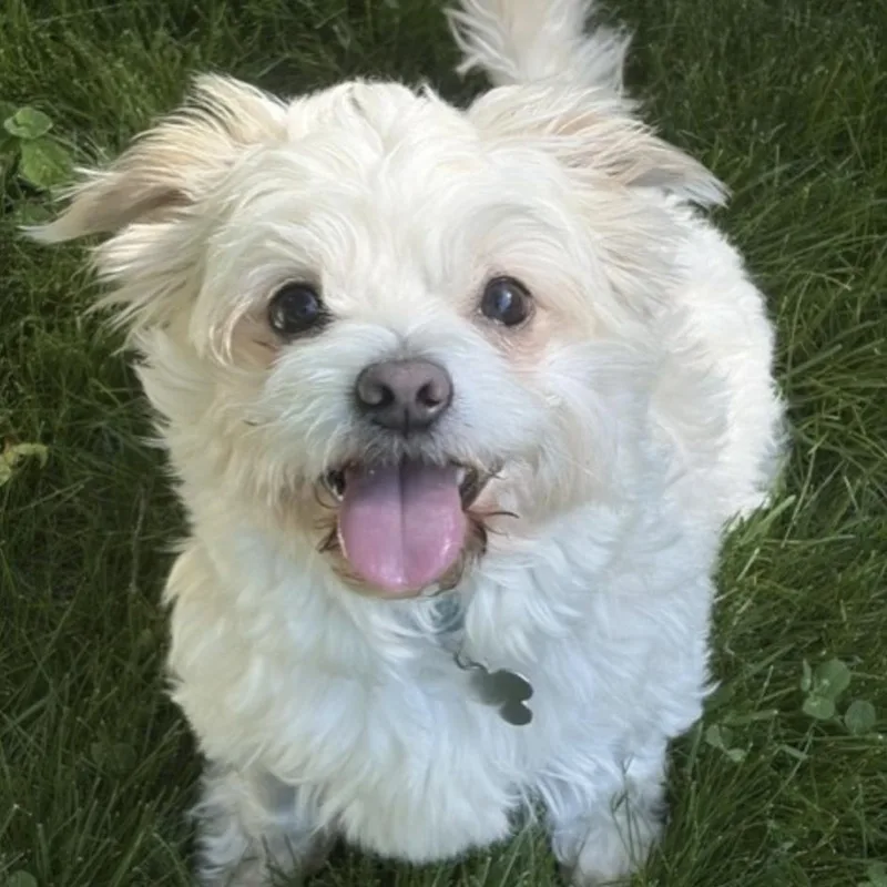 A young small-sized male White / Cream Poodle dog named Benson for adoption in Norwalk, CT