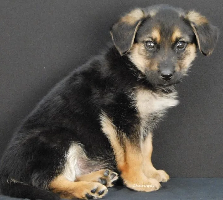A baby medium-sized female Black German Shepherd Dog dog named Panini for adoption in Newland, NC