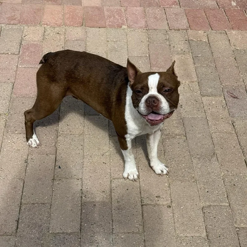 An adult medium-sized male Tricolor (Brown, Black, & White) Boston Terrier dog named Goldfish for adoption in San Diego, CA