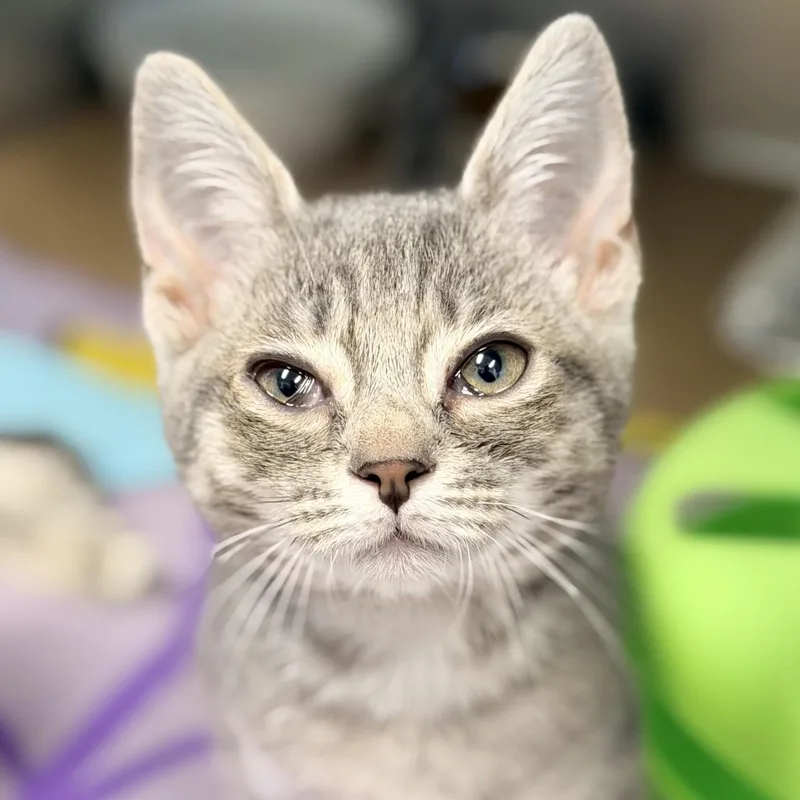 A baby medium-sized male Tabby (Gray / Blue / Silver) Domestic Short Hair cat named Juniper for adoption in Manahawkin, NJ