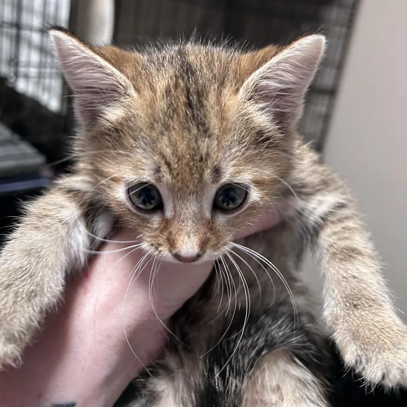 A baby small-sized female Torbie Domestic Short Hair cat named Cayennecity Of Industry Location for adoption in Chino Hills, CA