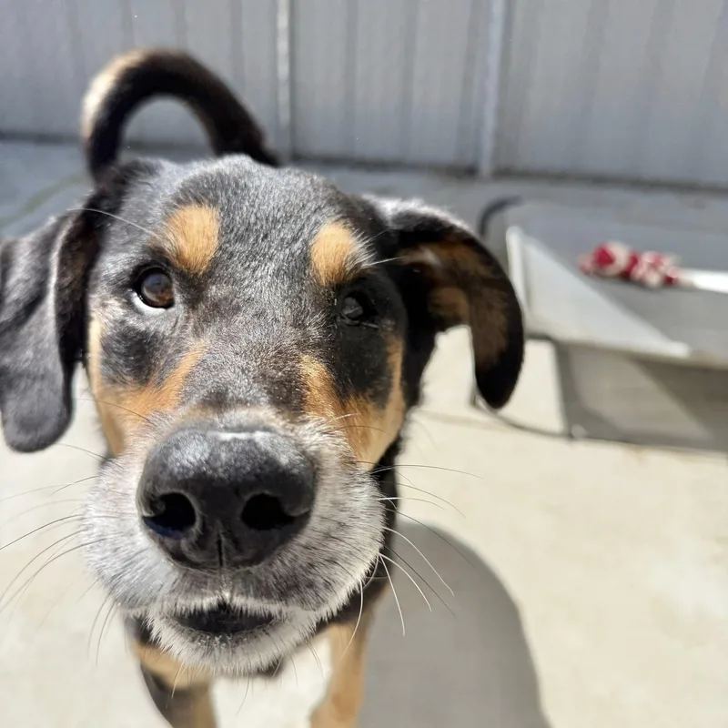 A senior medium-sized male Mixed Breed dog named Skipper for adoption in Warren, OH