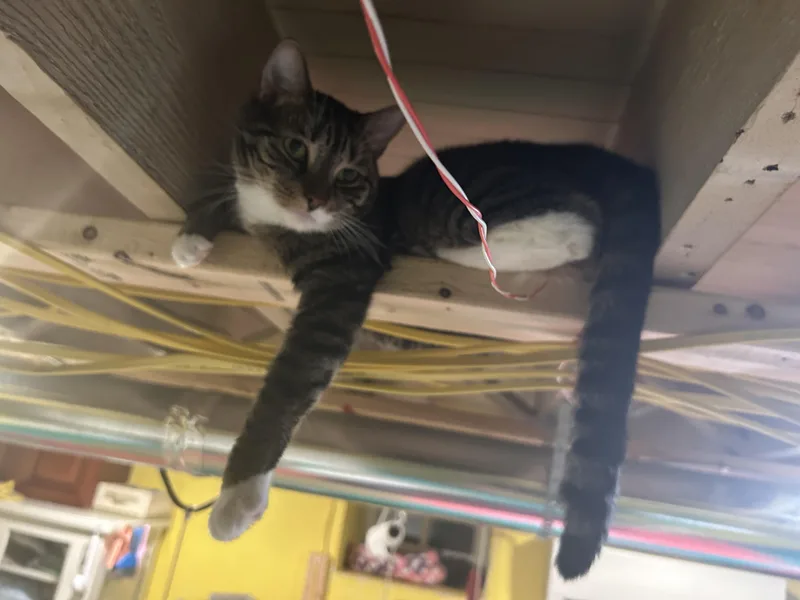 An adult large-sized male Domestic Short Hair cat named Sasha Boy for adoption in Havertown, PA