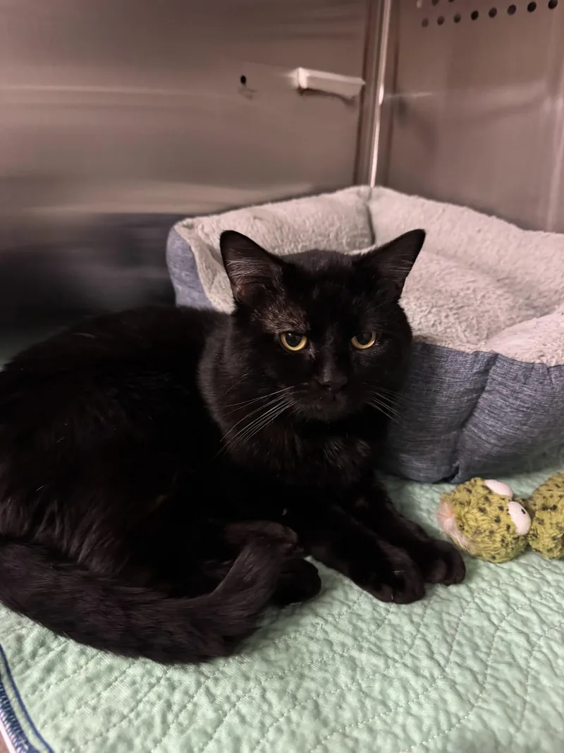 An adult medium-sized male Black Domestic Short Hair cat named Boom Boom for adoption in West Haven, CT