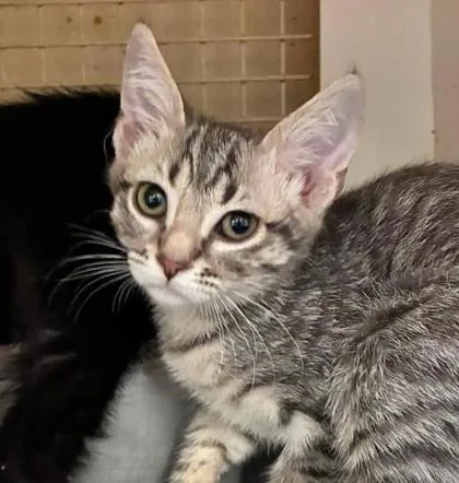A baby small-sized female Gray / Blue / Silver Domestic Short Hair cat named Pepper for adoption in Kansas City, MO