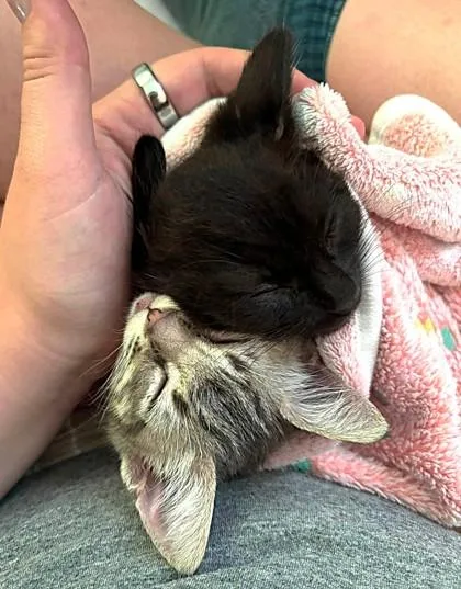 Pepper thumbnail 3