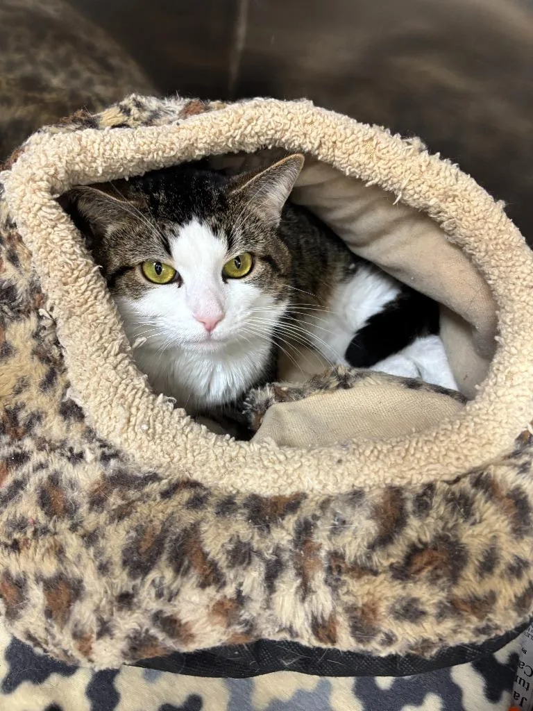 An adult medium-sized male Domestic Short Hair cat named Bobby for adoption in Findlay, OH